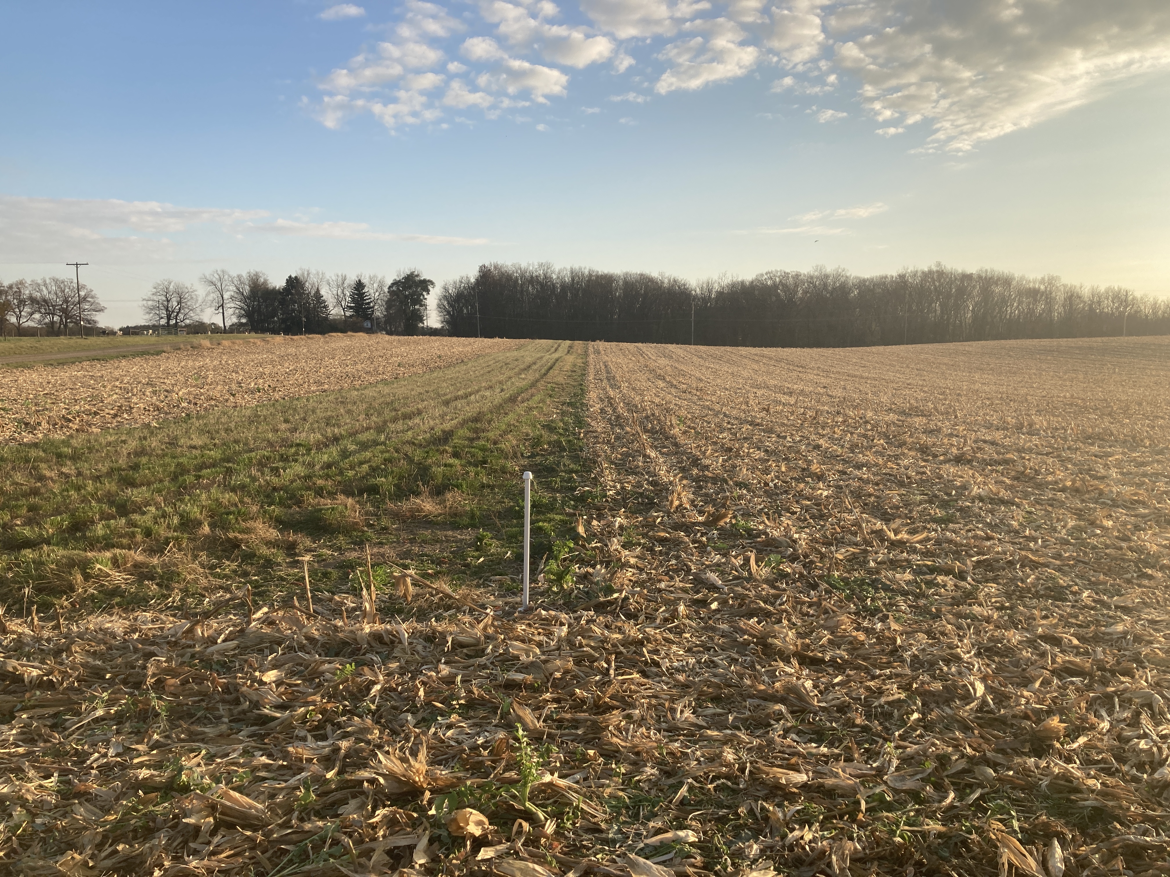 Prairie strips in late fall after a mow